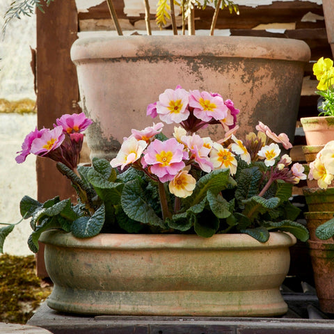 Erika Patinated Terracotta Pot