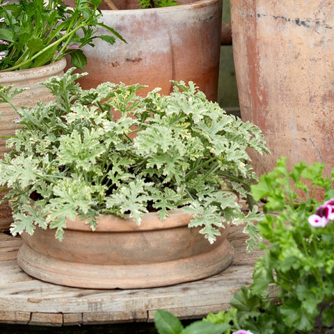 Erika Patinated Terracotta Pot