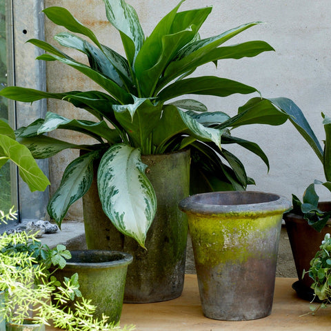 Rose Choko Patinated Terracotta Pot