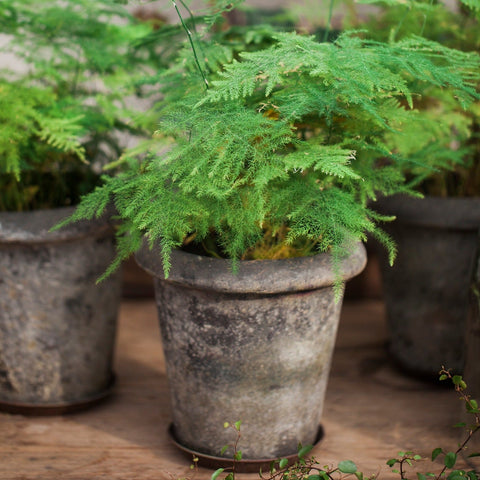 Rose Choko Patinated Terracotta Pot