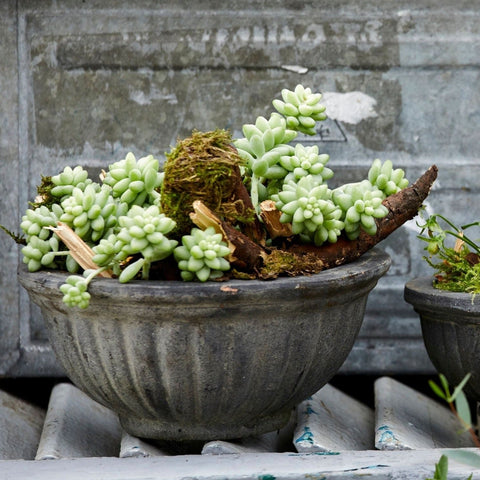 Sonja Choko Terracotta Pot