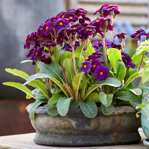 Erika Choko Patinated Terracotta Pot