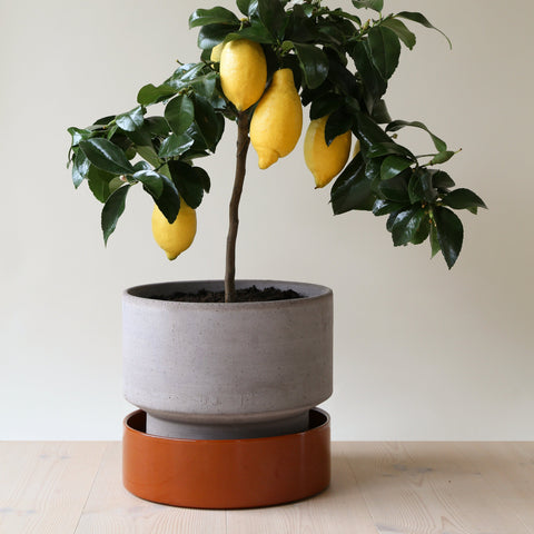 Hoff Collection Glazed Saucer