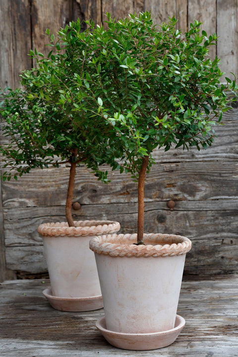 Emilia Pot