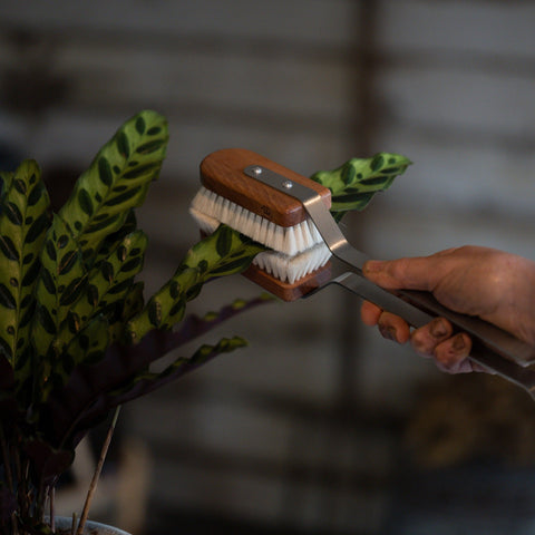 Pear Wood Leaf Brush