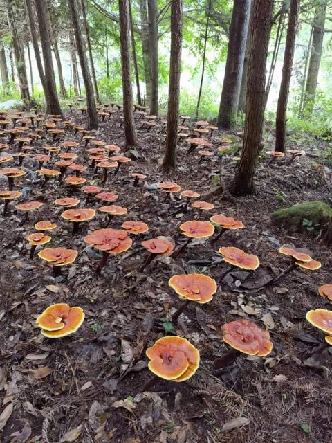 Red Reishi Mushrooms