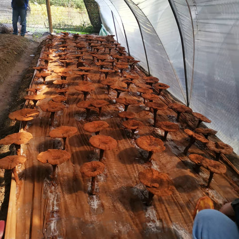 Red Reishi Mushrooms