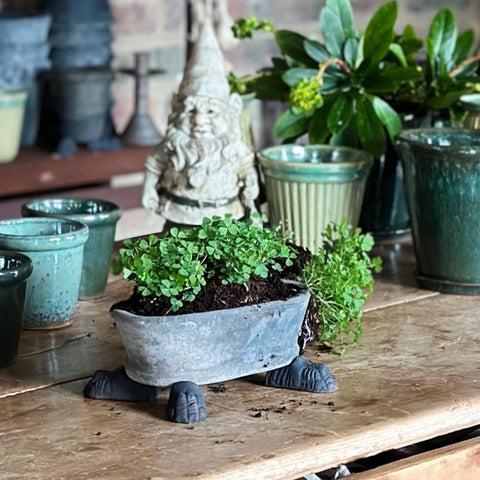 Lion Foot Choko Plant Pot Riser