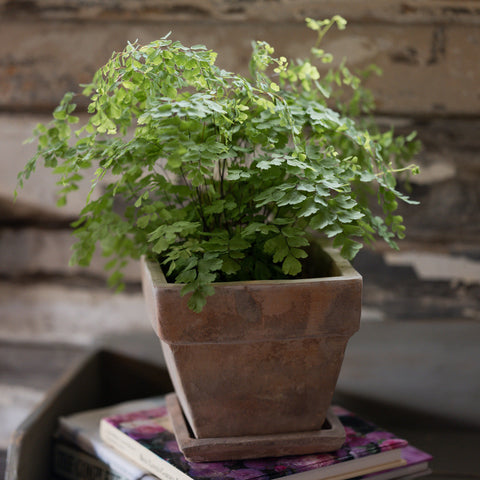 Rebecca Antique Terracotta Pot With Saucer